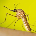 West Nile Virus