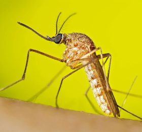 West Nile Virus
