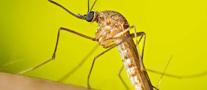 West Nile Virus